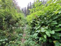 1338_japanintatar_levinneena_metsaalueelle_miia_korhonen_luontoturva.fi