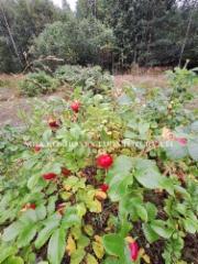 1339_kurtturuusu_leviaa_siemenista_miia_korhonen_luontoturva.fi