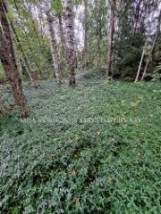 1340_pikkutalvio_leviaa_helposti_miia_korhonen_luontoturva.fi