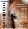 2015 Suomen hevonen