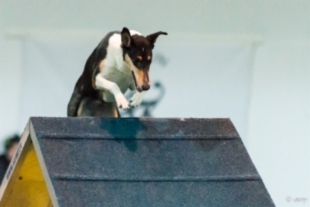 Sileäkarvainen collie, Allegory Reinhilda