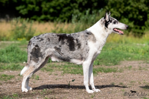 Sileäkarvainen collie, Sharleis Viceroy Verner