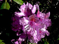 Oman pihapiirin kukkia, kuvaa muokattu