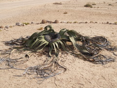 Walwitschia -ikilehti