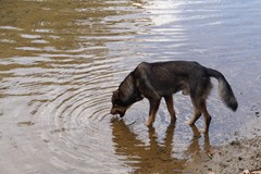 A9 Koira juo vedestä