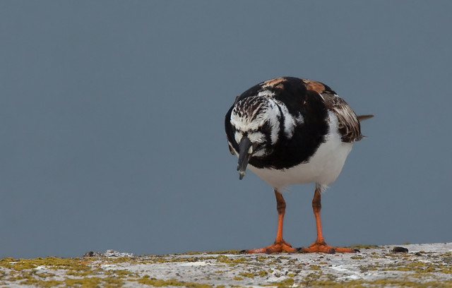 are int (14 of 20)