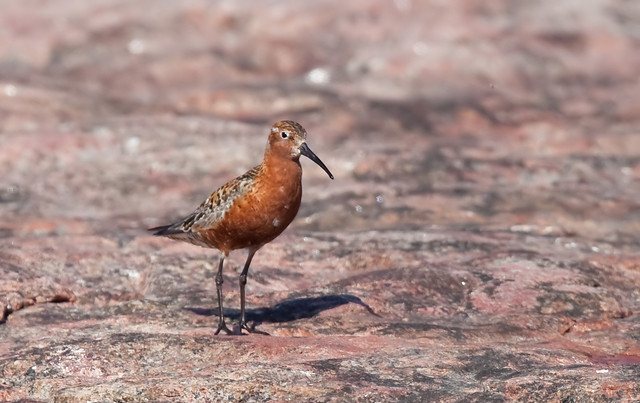 cal fer (12 of 16)