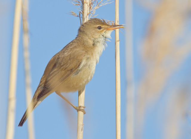 Rytikerttunen   Reed Warbler 