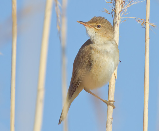 Rytikerttunen / Reed warbler | Olli Tenovuo