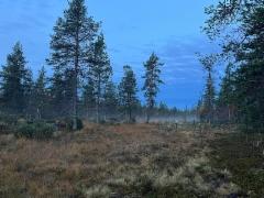 20__aamu-usvaa_puron_varressa