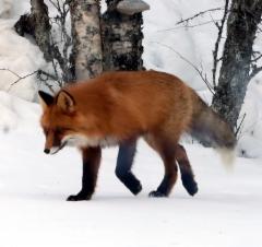 2__yllattava_vieras_pihapiirissa_-_img-20250406-wa0001