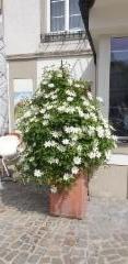 29__klematis_kukkiin_melkin_toriaukiolla_-_20250503_110131