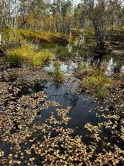 35__polkumme_vettyneena_-_vesi_oli_tana_syksyna_korkeammalla_kuin_aikaisemmin