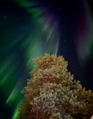 10__revontulet_loistivat_taivaalla_-_img-20260328-wa0008