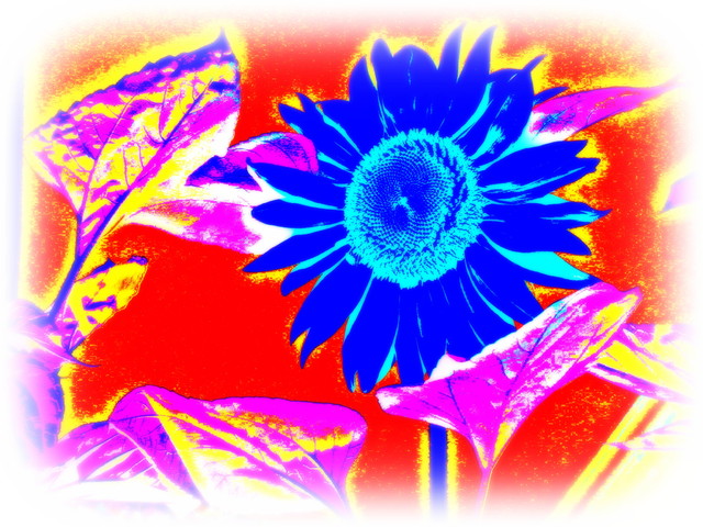 Sininen auringonkukka/Blue sunflower