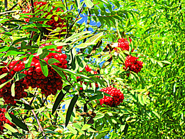 Pihlajanmarjoja/Rowan berries Pihlajanmarjoja/Rowan berries