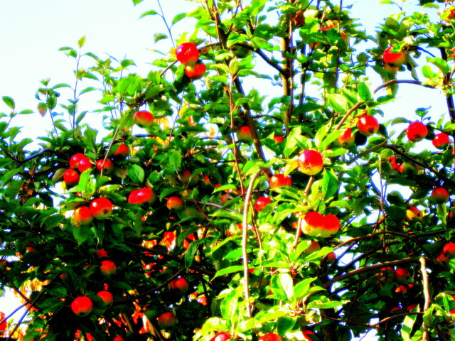 Omenapuu/Apple tree