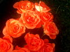 Ruusuja/Roses