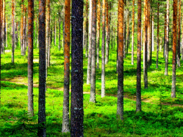 Mäntymetsä/Pine forest Mäntymetsä/Pine forest