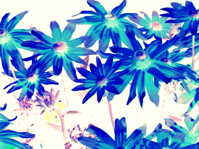 Sinikukkia/Blue flowers