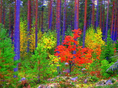 Ruska/Fall colors