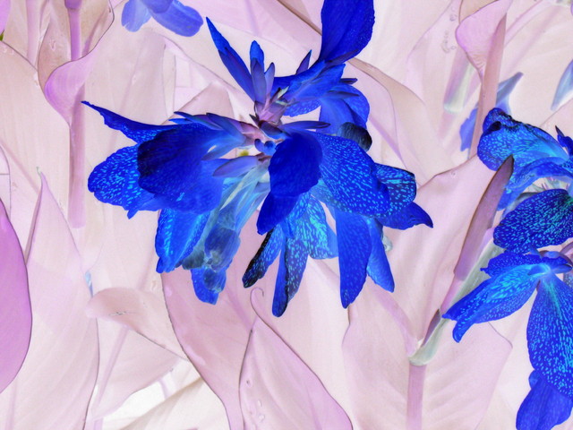 Keijukukkia/Fairy Flowers