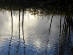 Reflectionon on pond