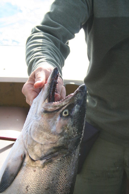 kanada_8_2007 011