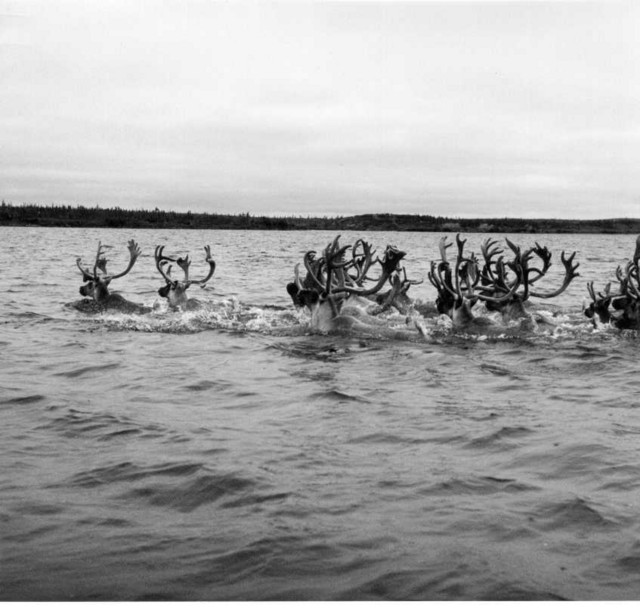 j�rven_ylitys_nunavut