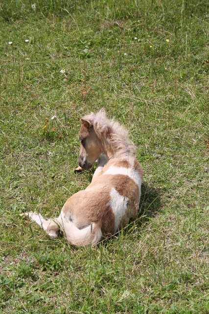 kanada_2009_kesa1 012