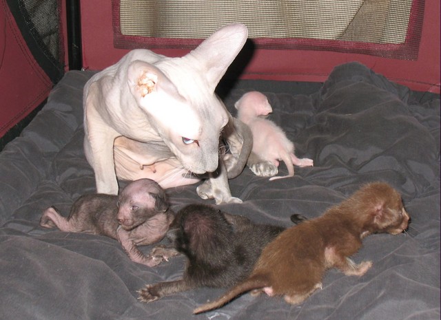 annabelle with the kittens3