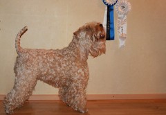 blondie_with_her_rosettes