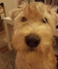 figo_2