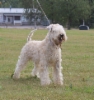 figo3