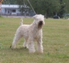 figo4