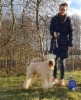figo_sert_sjoki