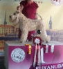 cara_siorai_amazing_aramis_rop_latvia