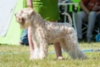 figo_erkkari_2019
