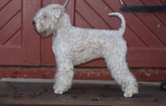 hundmassan_2019