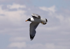 Mustapäälokki Pallas´s Gull Larus ichthyaetus  3cy second summer 