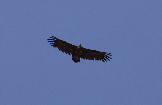 Munkkikorppikotka Black Vulture Aegypius monachus