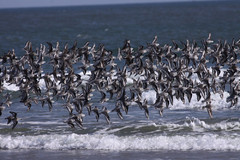 Kahlaajaparvi Flock of shorebirds 