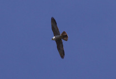 Muuttohaukka Peregrine Falcon Falco peregrinus migrating adult