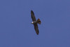 Muuttohaukka Peregrine Falcon Falco peregrinus migrating adult