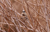 Pussitiainen White-crowned Penduline Tit  Remiz coronatus 