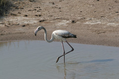 Flamingo Greater Flamingo Phoenicopterus roseus