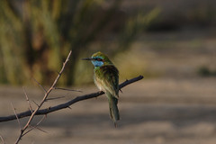 Pikkumehiläissyöjä Green Bee-eater Merops orientalis