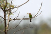 Kastanjamehiläissyöjä Chestnut-headed Bee-eater Merops leschenaultii