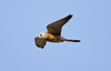 Pikkutuulihaukka Lesser Kestrel Falco naumanni 2kv koiras 2cy male