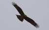 Haarahaukka Black Kite Milvus migrans